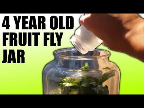 I put fruit flies in a closed jar for 4 years