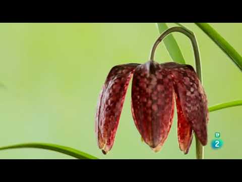 Hijas del sol. Abejas. Documental completo