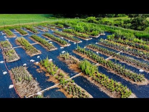 Summer '23 - Potted & Bare-Root Trees