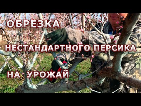 Обрезка нестандартного персика на урожай / продолжение...