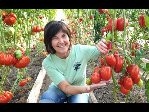 #12 Минусинские сорта завалили урожаем! 12.08.2024