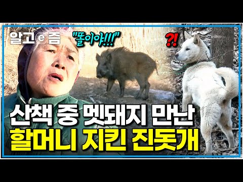 매일 산으로 산책하는 노부부 앞에 멧돼지 한 마리가 나타나자 함께 따라온 진돗개가 보인 놀라운 반응|장수의 비밀|알고e즘