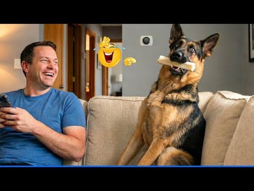 You Will Die Laughing At These Dogs๐น๐ถ The Funniest Dog Moments Compilation ๐พ