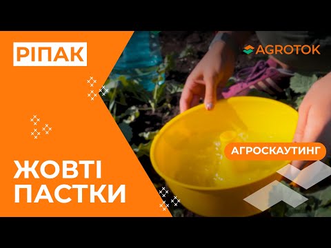 🔍 ЖОВТІ ПАСТКИ НА РІПАКУ: все, що треба знати ✅