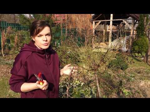 Садовый влог 20.04.2019/Весенняя обрезка роз - как и зачем/Подкормка роз весной