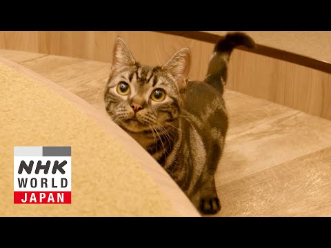 Curiosity Saves the Cat - Science View