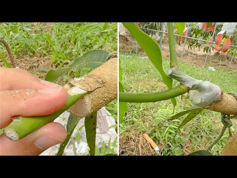 Stop Failing at Grafting – This Method Actually Works!