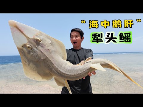 《埃及·红海》第4集:挑战鲨鱼近亲犁头鳐,肚里竟藏顶级美味“海中鹅肝”!#赶海 #抓龙虾 #潜水 #红海 #埃及旅行 #埃及潜水 #儒艮 #海龟