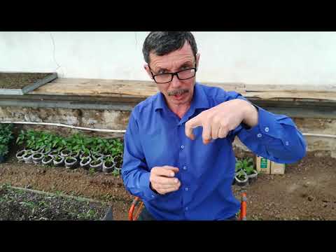 Another way to pick tomatoes.