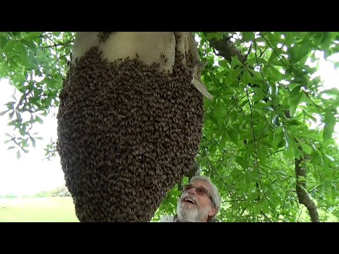 Removing and relocating a massive external beehive from 30 feet in the air.
