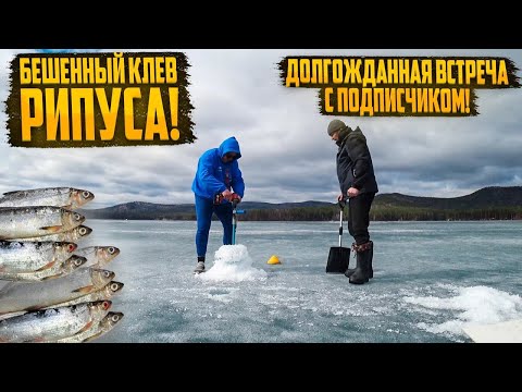 БЕШЕННЫЙ КЛЕВ РИПУСА НА ТУРГОЯКЕ. ЭТО НЕ РИПУС, А НАСТОЯЩИЕ СЕЛЕДКИ. Часть 1