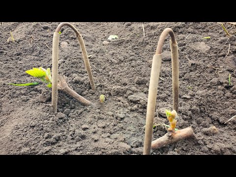 Результат посадки винограда черенком осенью на постоянное место. +Молдавский способ.