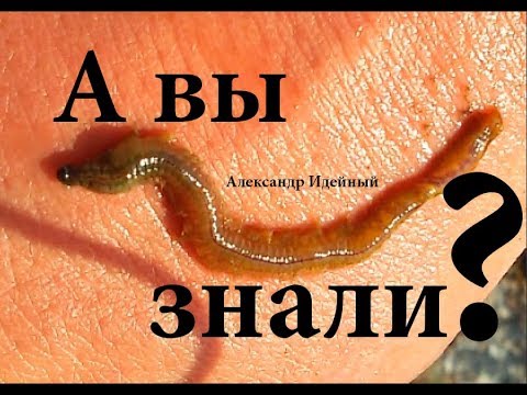 Where to dig for sea worms