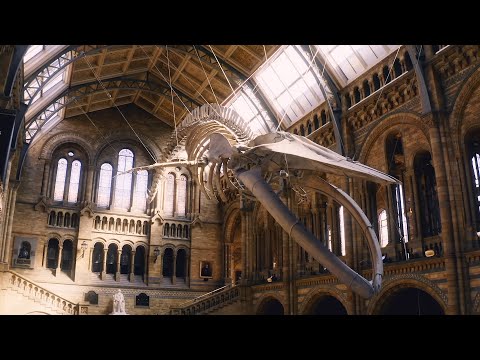 Sorting 66-Million-Year-Old T-Rex Bones in Natural History Museum (4K Documentary)