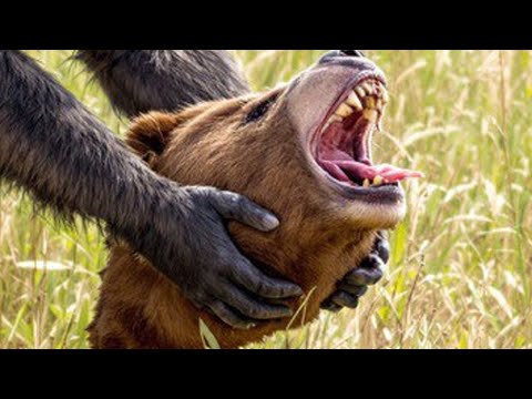 Introducing a Predator to Kill a Grizzly Bear Is Just Insane
