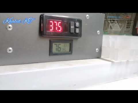 أفضل طريقة لرفع الرطوبة في الفقاسة طبيعيا بدون فواحة