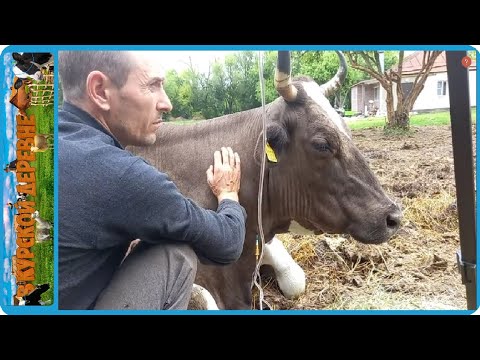 САМ СЕБЕ ВЕТЕРИНАР С ТАКИМ ХОЗЯЙСТВОМ НУЖНО УМЕТЬ ВСЁ