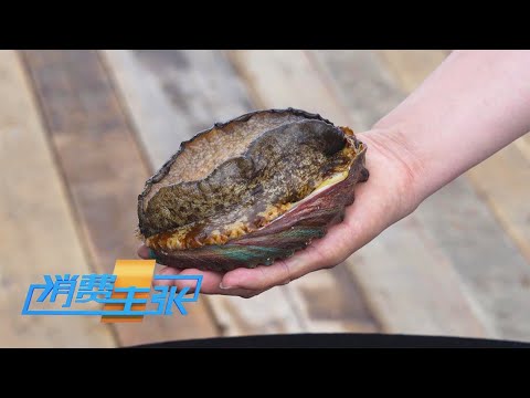 比手掌还要大的中国最大鲍鱼!海中“黄金”莆田南日鲍好在哪?「消费主张」 20240628 | 财经风云