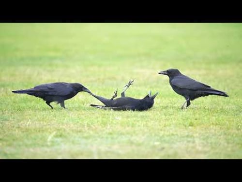 Smart CROWS Being Absolutely Hilarious! 🤣 Funniest Crow Videos