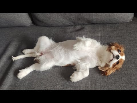 Покупка собаки Кавалер Кинг Чарльз Спаниель