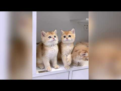 Les petites bêtes les plus mignonnes vont te ravir toute la journée ♥