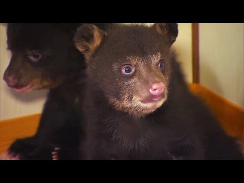 I Raised Two Apex Predators for 16 Months (Here's What Happened)