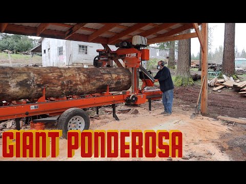 1st Time Ponderosa Pine!