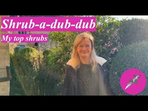 Shrub-a-dub-dub - My top shrubs