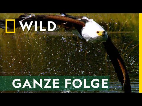 Taktik - Ganze Folge | Afrikas tödlichste Jäger