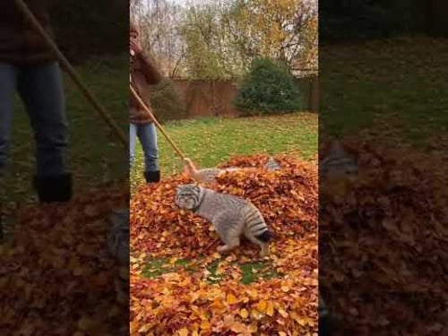 Wild Cats Backyard Drama