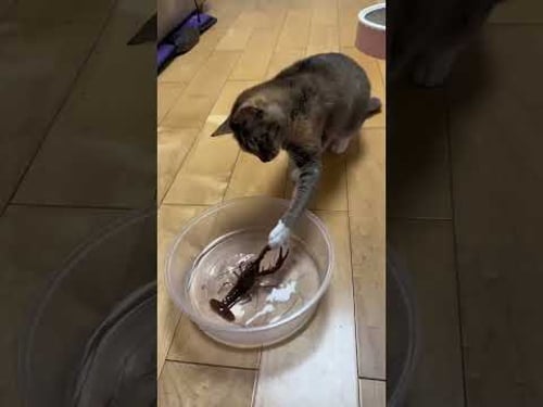 Funny Animals Videos ๐ - Funniest Cats and Dogs ๐ธ๐ถ