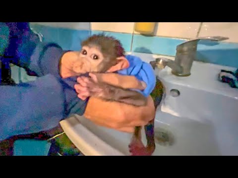 Степаша АРИСТОКРАТ, посмотрите КАК он купается, редкая обезьяна может себе так позволить)))