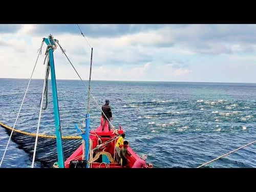Pukat cincin, Nelayan Indonesia Dapat Banyak Ikan, luar biasa hasil tangkapan nelayan Indonesia