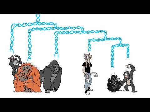 Okay How Similar are Humans and Chimps Genetically Now That We Have Full Genomes?