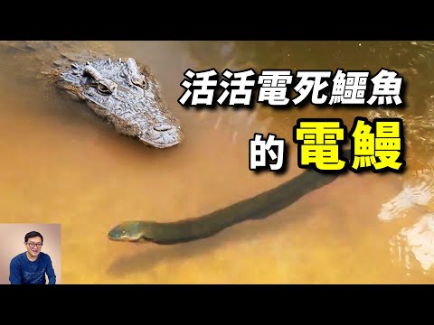 860伏高壓放電,活活電死鱷魚!讓亞馬遜原住民膽寒的電鰻,遠比你想的更離譜!【老肉雜談】#動物 #野生動物 #電鰻 #亞馬遜 #fish