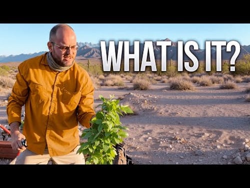 This Cover Crop Helped Us Hit a Major Milestone