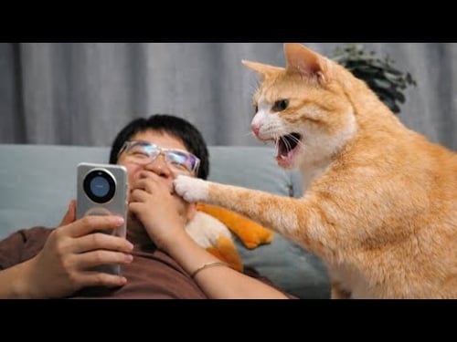 When Your Cat Wants Attention… It Acts Human 😂 Funny Cats and Humans