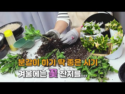 Let's watch flowers in winter together, Rhipsalidopsis, Schlumbergera truncata