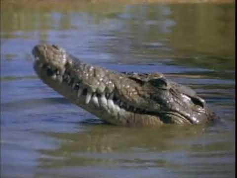 Malcolm Douglas - Australia - Catching Crocodiles (1985)
