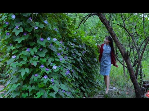 Finally, a different title! “The life of okra and bamboo fence, LOL 丨Liziqi Channel