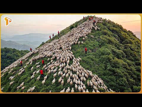Over 400 Sheep Were Left on a Remote Island - The Results Surprised Everyone