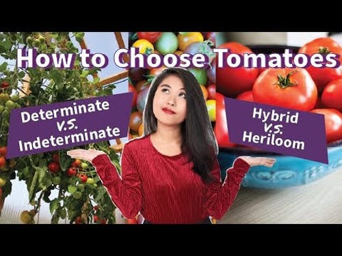 🍅 Tomato Types: Our Favorite Varieties