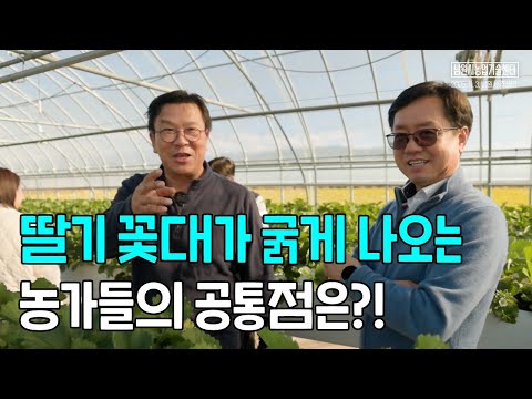 What do strawberry farms with thick flower stalks have in common?