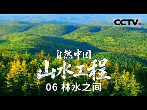 《自然中国之山水工程》06 林水之间:东北生态修复壮举 让湿地复绿、物种归林、江河安澜【CCTV纪录】