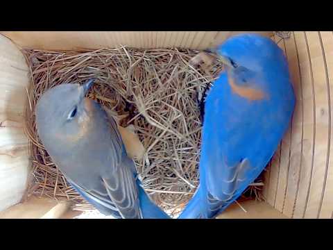 Bluebirds Use Pine Needles for Their Nest