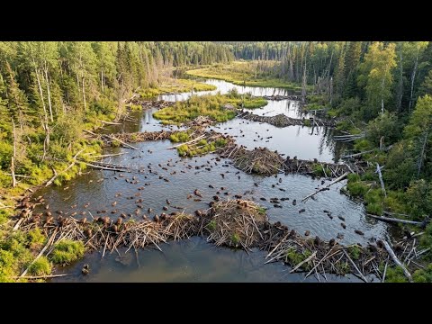 Scotland Released Just 11 Beavers Into a Dying River… 15 Years Later, the Results Defied Logic