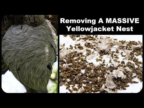 Destroying A Massive Yellowjacket Nest - 500 Wasps. Mousetrap Monday