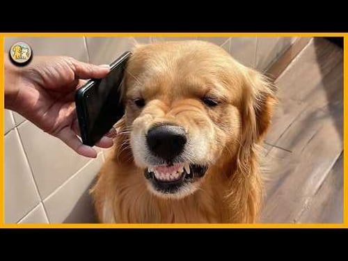 Golden Retrievers FUNNIEST DOGS in the World that will make you laugh your HEAD OF
