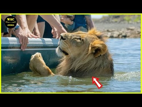 250 Animals That Asked People for Help & Kindness Caught On Camera !Best moment of 2024! #129