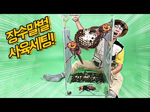 A World First! Longicorn Hornet Breeding Challenge